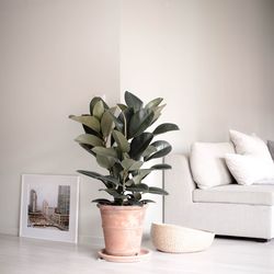 Close-up of potted plant on table