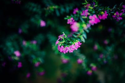 Close-up of purple flowers blooming outdoors