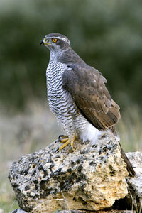 Close-up of owl perching on rock