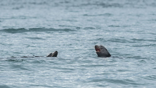 Seal swimming in sea