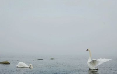 Swans swimming in sea
