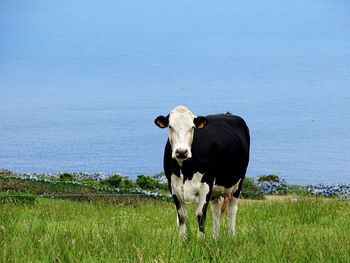 Cow standing in a field