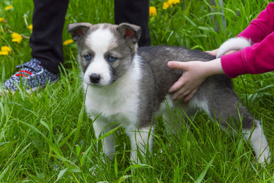 Dog lying on grassy field