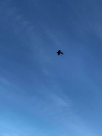 Low angle view of bird flying in sky