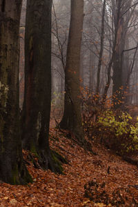 Trees in forest during autumn