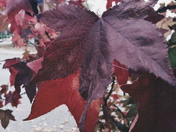 Close-up of maple leaves