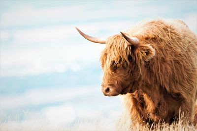 Close-up of a horse