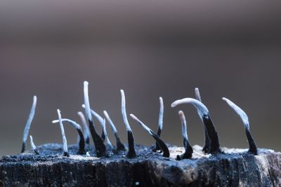 Close-up of mushroom