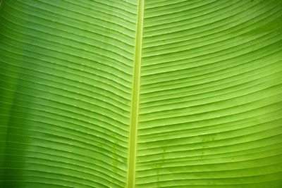 Banana leaves. the leaves of the banana tree textured abstract background