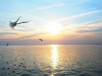 Seagull flying over sea at sunset