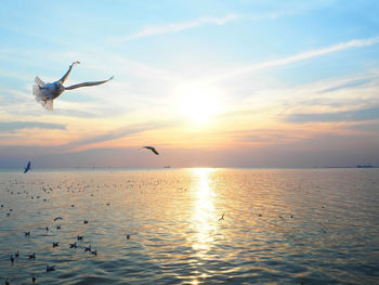 Silhouette of bird flying over sea