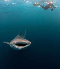 Person and whale shark swimming in sea