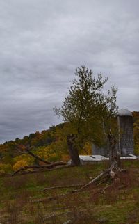 Trees on field against cloudy sky