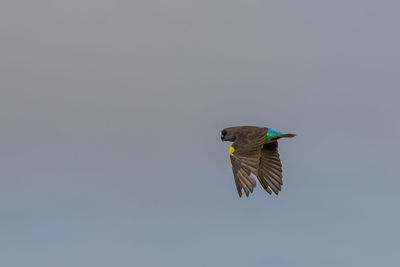 Low angle view of bird flying in sky