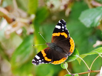 Close-up of butterfly pollinating flower