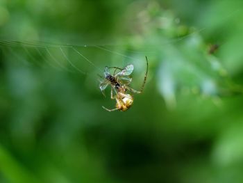 Close-up of spider on web