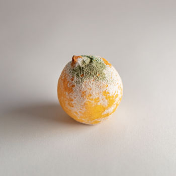 CLOSE-UP OF ORANGE ON WHITE BACKGROUND