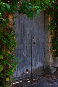 Close-up of ivy on wooden door