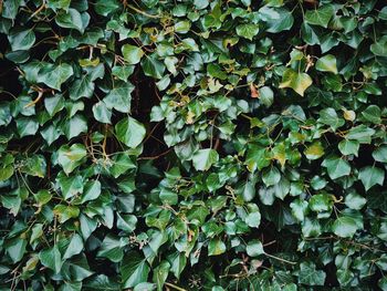 Full frame shot of ivy growing on plant