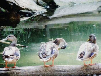 Close-up of birds perching on lake