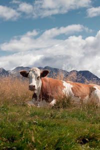 Cows in a field