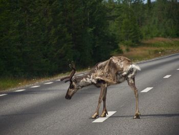 Side view of horse crossing road