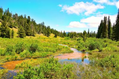 Scenic view of forest against sky