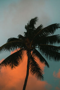 Low angle view of palm tree against sky