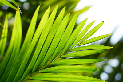 Close-up of palm tree leaves