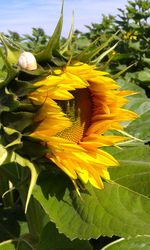 Sunflower blooming on field