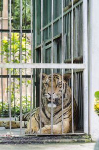 Cat relaxing in cage at zoo