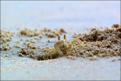 Close-up of crab on sand at beach