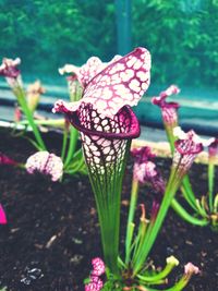 Close-up of butterfly on pink flowers blooming outdoors