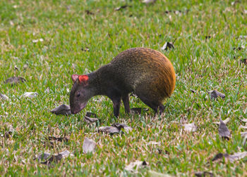 Side view of an aguti on field