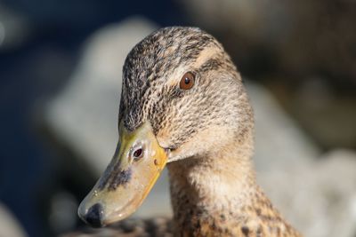 Close-up of a bird