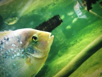 Close-up of fish underwater