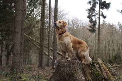 Dog in forest