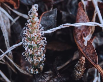 Close-up of dried plant