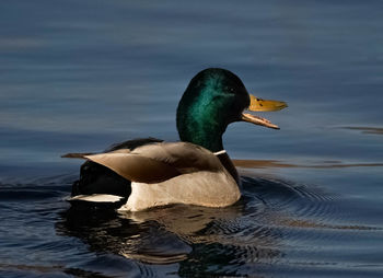 Duck swimming in a lake