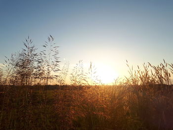 Scenic view of field against clear sky during sunset