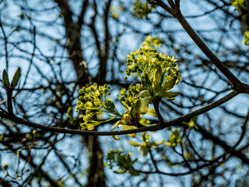 Close-up of yellow flower against tree branch