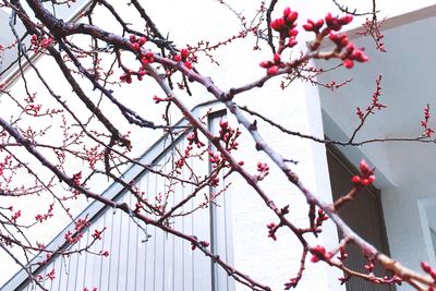Low angle view of pink flowers on tree