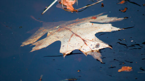 High angle view of autumn leaves in water