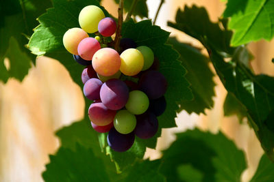 Close-up of grapes growing on tree