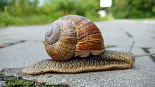 Close-up of snail