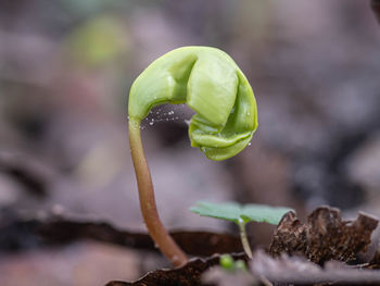 Close-up of fresh green leaf