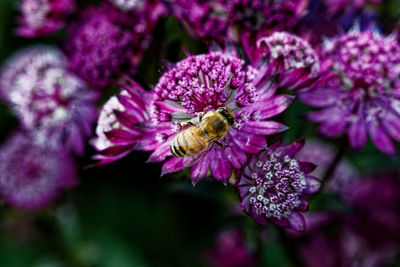 Close-up of purple flowering plant