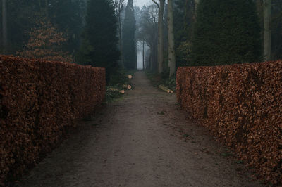 Trees in forest