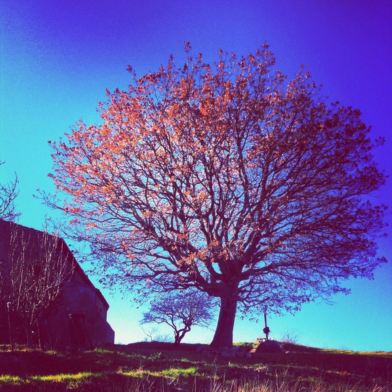 tree, clear sky, blue, bare tree, branch, built structure, low angle view, building exterior, nature, architecture, growth, beauty in nature, sky, tranquility, sunlight, field, outdoors, no people, scenics, tranquil scene