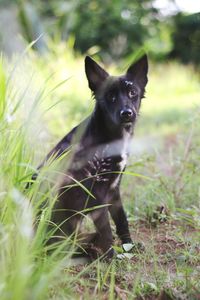 Portrait of a dog on field